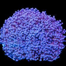 Image result for Microcoelia corallina