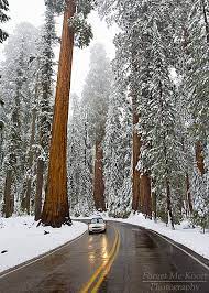 Mini Among Giants National Parks Sequoia National Park Beautiful Places