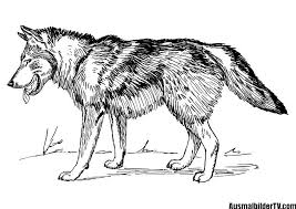 Malvorlagen Wolf Malvorlagen Malvorlagen Tiere Ausmalbilder