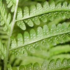 Image result for Ctenitis cirrhosa