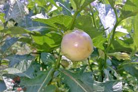 Image result for Solanum macrocarpon