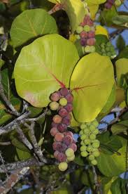 Ripe Sea Grapes Grape Tree Grapes Fruit Plants