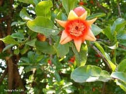 As desertnyi matures, an almost orange juice flavor is evident and it never loses its great firm texture with very soft has large, showy, orange red flowers and long blooming season with extended crops. Pomegranate Season In Turkey A Real Super Fruit Turkey S For Life