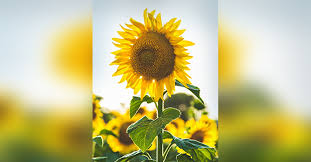 Obituary information for Billie Jo Hilley