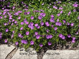 Image result for Geranium sanguineum Max Frei