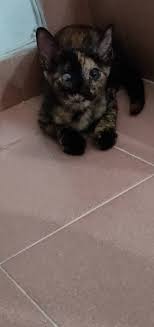 M avenue,segambut,sri sinar,kepong,ground floor shop. The Vet M Avenue Segambut Home Facebook