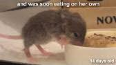 Maybe you would like to learn more about one of these? Raising A Baby Mouse 10 10 Weaning Youtube