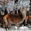 Bien que souffrant d'une chasse excessive et de la perte d'habitat, le cerf huppé symbole de la forêt de laigue dans l'oise, black, un cerf majestueux, a été abattu lors d'une chasse à courre le 4 janvier 2020. 1