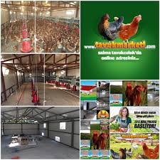 Tavuk Marketi Organik Yumurta Ciftlikleri Ve Tavuk Satisi Tavukculuk Tavuk Tavuk Kumesleri