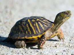 Image result for turtle