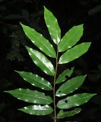 Image result for Xylopia acutiflora