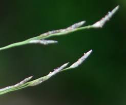 Image result for Eragrostis pallens