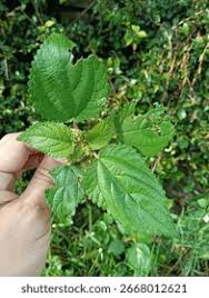 Image result for Tragia shirensis