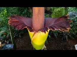 Można przenieść do inwentarza za pomocą. 335 Dziwidlo Olbrzymie Amorphophallus Titanum 30 03 20 Youtube