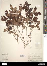 Image result for Eugenia natalitia