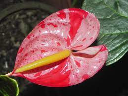 Anthurium Shibori Anthurium Unique Plants Plant Species