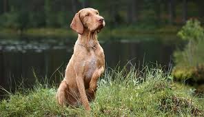 The breed is still rare in america; Wirehaired Vizsla For Sale Off 74 Www Usushimd Com