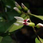 Image result for Carpolobia alba