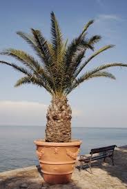 We did not find results for: Full Sun Palm Trees Growing Palm Trees In Containers With Sun