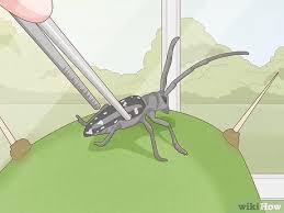 How to get rid of mealybugs on cactus 3 Simple Ways To Get Rid Of Cactus Bugs Wikihow