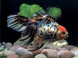goldfish goldfish fish aquarium fish