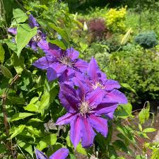 Image result for Clematis