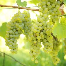 Grape vine flowers for sale. Green Grape Vine Plants For Sale Free Uk Delivery