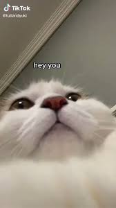 Angele Loves You On Twitter You Are Strong And I M Proud Of You Cute Animals Cute Baby Animals Cute Funny Animals
