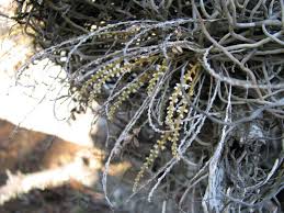 Image result for Microcoelia exilis