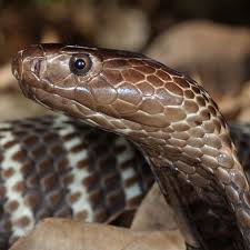 Zebra cobras originate from africa, according to the african snake bite institute. Zebra Cobra African Snakebite Institute