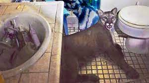 Sie gibt großkatzen, die unter mangelhaften bedingungen in zoos, zirkussen oder in privater gefangenschaft gehalten wurden, ein neues, artgemäßes zuhause. Kalifornien Puma Im Badezimmer Panorama Sz De