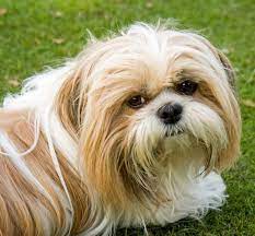 shih tzu exercise needs toy dog breeds shih tzu dog best small dogs