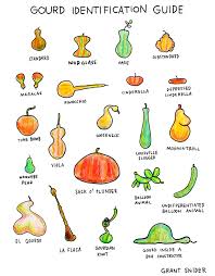 incidental comics gourd identification guide poster shop