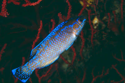 Schwarzschwanz-Lippfisch