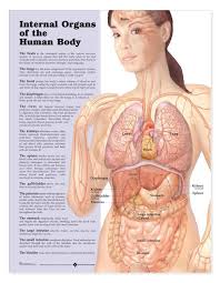 internal organs of the human body laminated anatomical chart