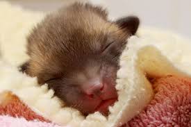 Meet Tiny Pedro The Orphaned Fox Cub Zooborns