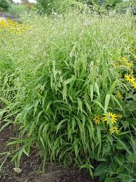 Image result for Chasmanthium latifolium