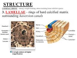 Apr 01, 2019 · the sl technique is believed to be the most prominent and popular 3d printing technology and has been extensively used worldwide .it was first proposed and developed by hull in 1986  and was later commercialised by 3d systems inc. Microscopic Structure Of Bone Ppt Video Online Download