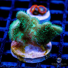 Image result for Pavonia clathrata