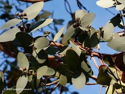 Image result for Eucalyptus camaldulensis