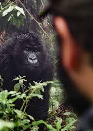 It is commonly seen on smartphones and other electronic devices. How Strong Is A Gorilla Silverback Strength Vs Humans Grizzly Lion Croc Storyteller Travel