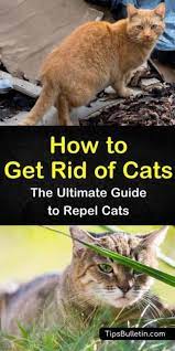 How To Get Rid Of Cats The Ultimate Guide To Repel Cats Cat Repellant Outdoor Cat Repellant Cats Smelling