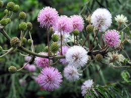 Image result for Mimosa diplotricha