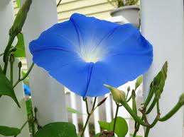 Image result for Ipomoea tricolor