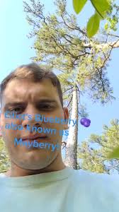 Elliot Blueberry Bush