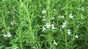 Sarriette Asperule Cuisine Sauvage Plantes Sauvages