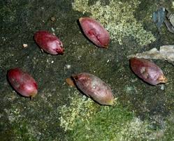 Image result for Englerophytum natalense