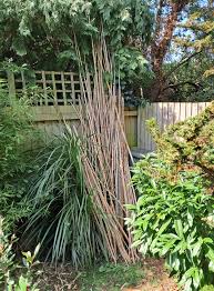 Image result for Oreobambos