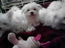 Maltipoos are a hybrid between a maltese and toy poodle. Tiny Teacup Maltese Puppy For Sale In Houston Texas Classified Americanlisted Com