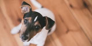 Petco dog training in seattle, wa. 13 Best Seattle Dog Trainers Expertise Com